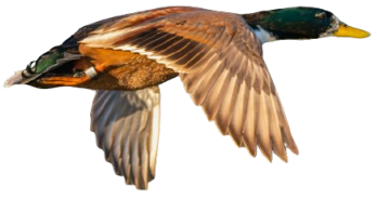 Flying Duck